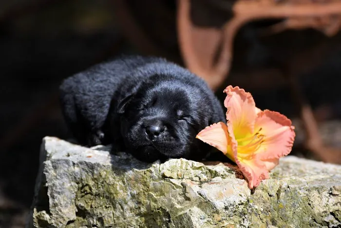 Companion Animal Hospital Picture 4
