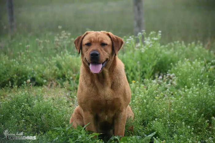 Companion Animal Hospital Picture 3
