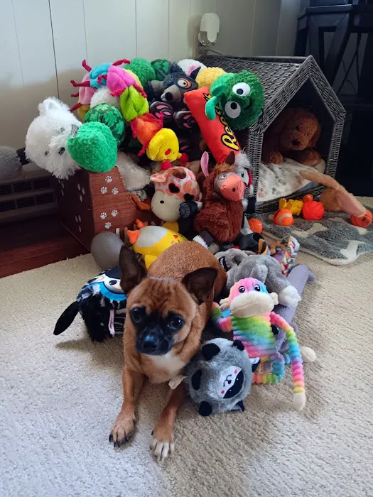 Companion Animal Hospital Picture 9