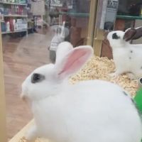 Pet Supermarket ico