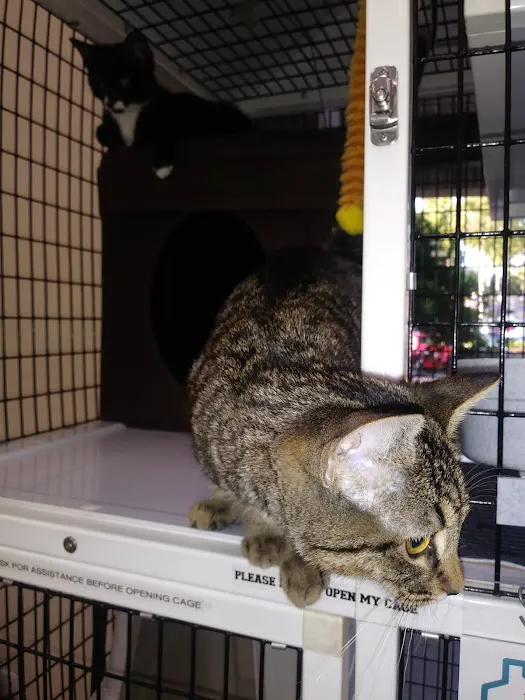 Pet Supermarket Picture 7