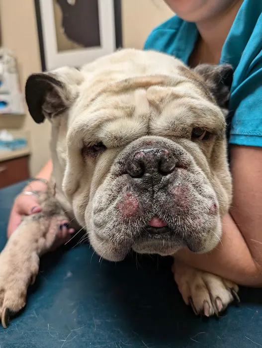 Green Forest Veterinary Hospital of Glen Cove Picture 8