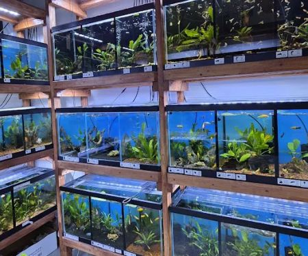 Aquamania Aquarium Store