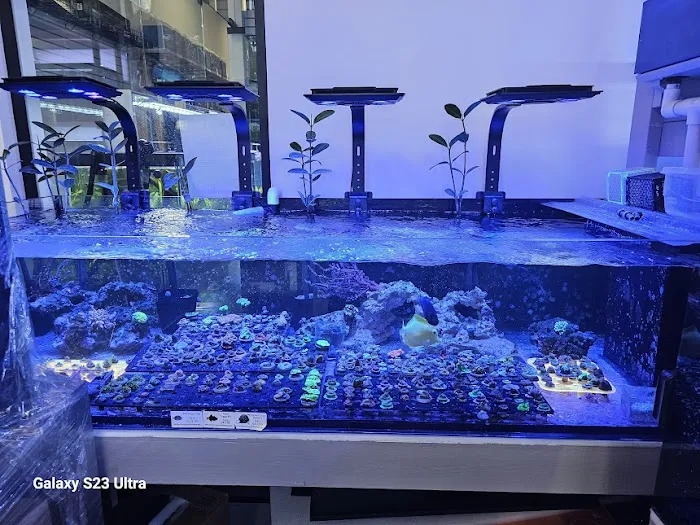 Aquamania Aquarium Store Picture 4