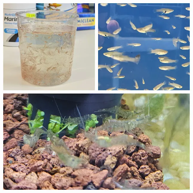 Aquamania Aquarium Store Picture 9