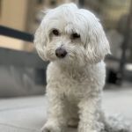 Locust Valley Veterinary Clinic