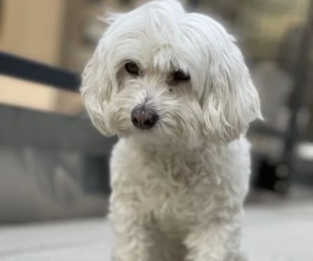 Locust Valley Veterinary Clinic