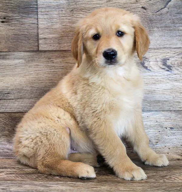 Chews A Puppy Picture 3