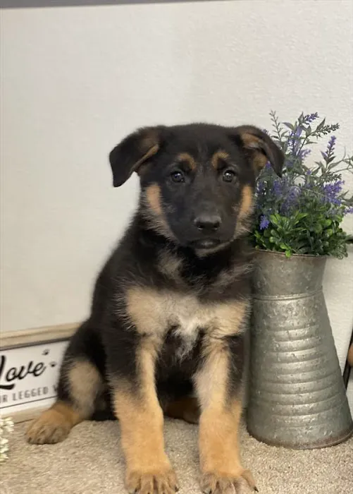 Chews A Puppy Picture 1