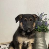 Chews A Puppy ico