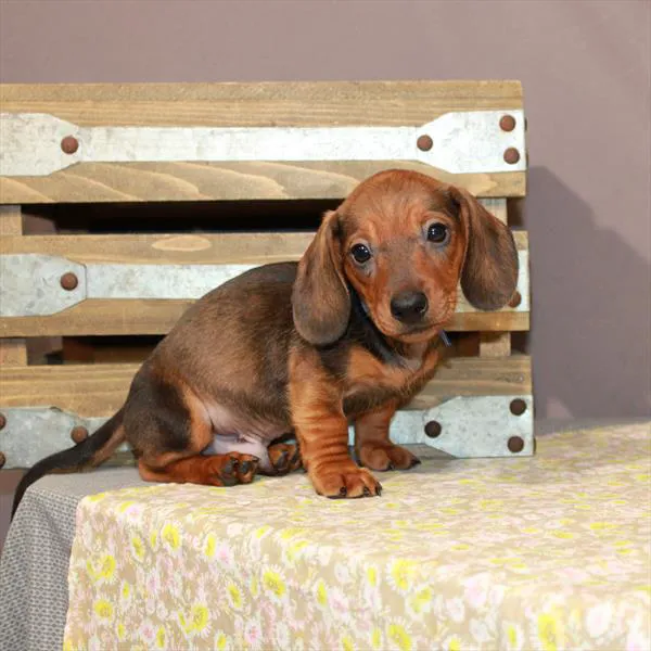 Chews A Puppy Picture 5