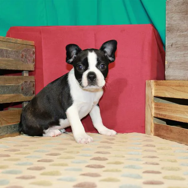 Chews A Puppy Picture 4