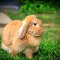Animal General of East Norwich ico