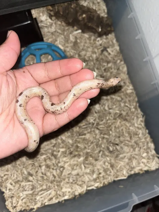 Imperial Reptiles & Exotics Picture 1