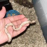 Imperial Reptiles & Exotics ico