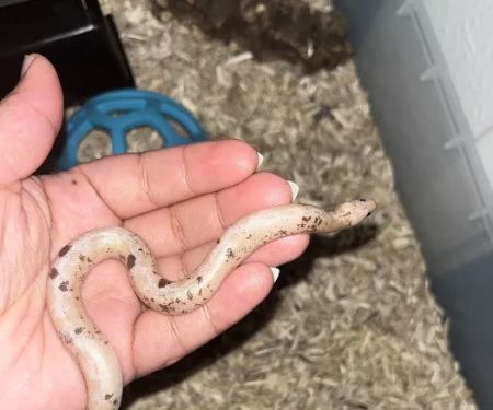 Imperial Reptiles & Exotics