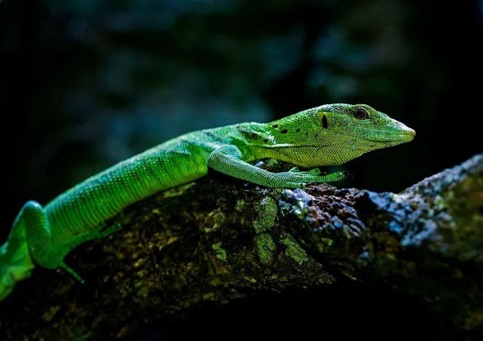 Imperial Reptiles & Exotics Picture 9