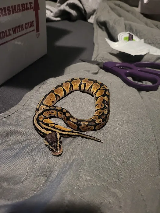 Imperial Reptiles & Exotics Picture 8