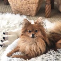 East Norwich Veterinary Clinic ico