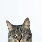Oyster Bay Animal Hospital