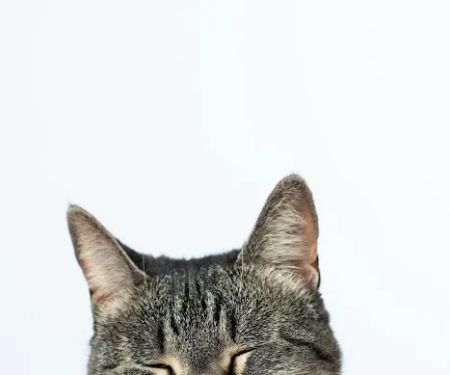 Oyster Bay Animal Hospital