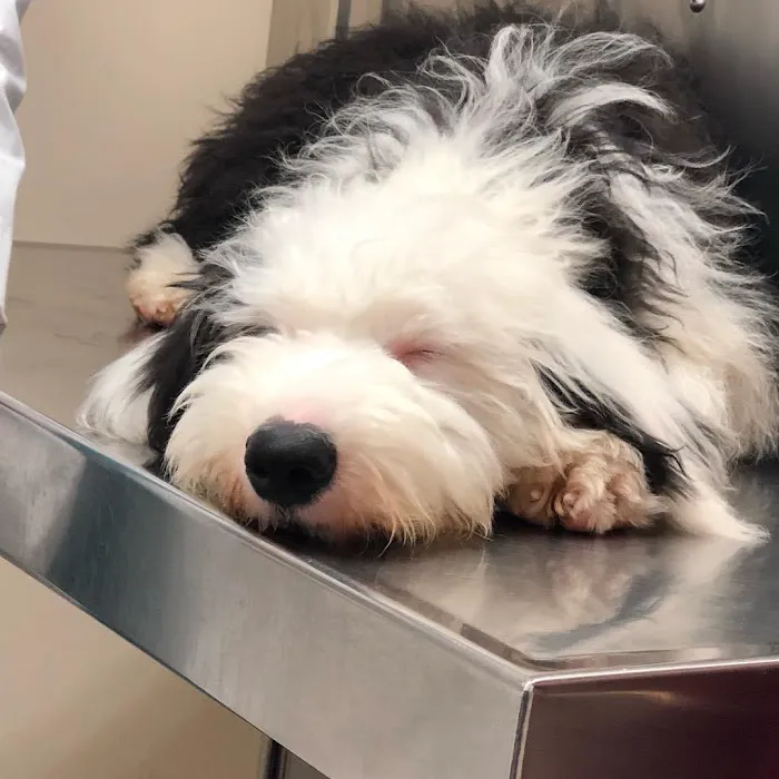 Oyster Bay Animal Hospital Picture 5