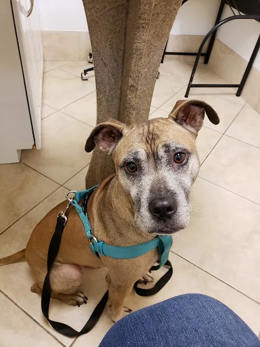 Companions Animal Hospital Picture 3
