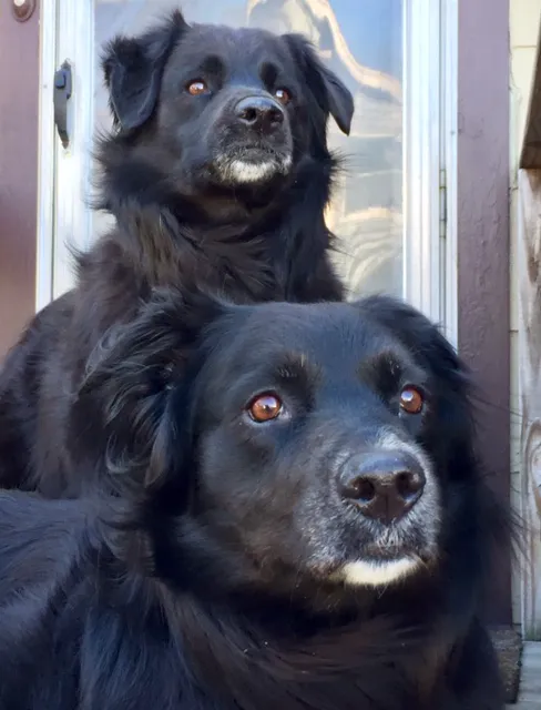 Companions Animal Hospital Picture 2