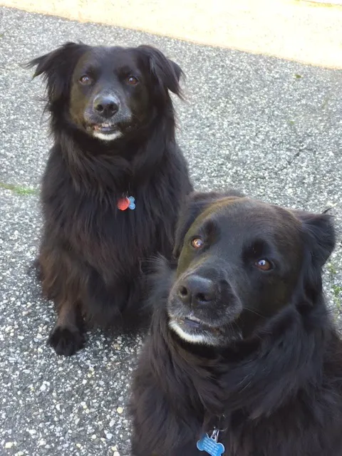 Companions Animal Hospital Picture 4