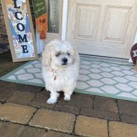 Companions Animal Hospital ico