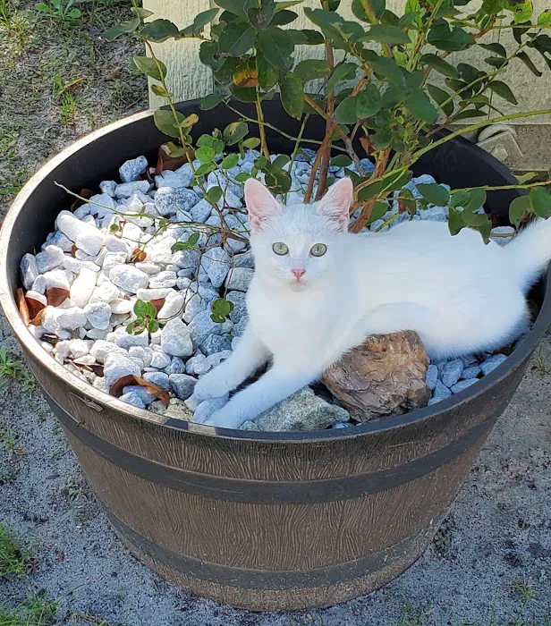 Healthy Foods For Pets Picture 3