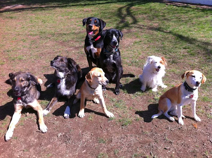 Healthy Foods For Pets Picture 9