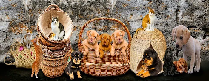 Healthy Foods For Pets Picture 7