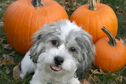 Healthy Foods For Pets Picture 5