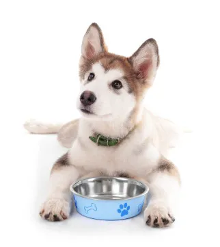 Healthy Foods For Pets Picture 4