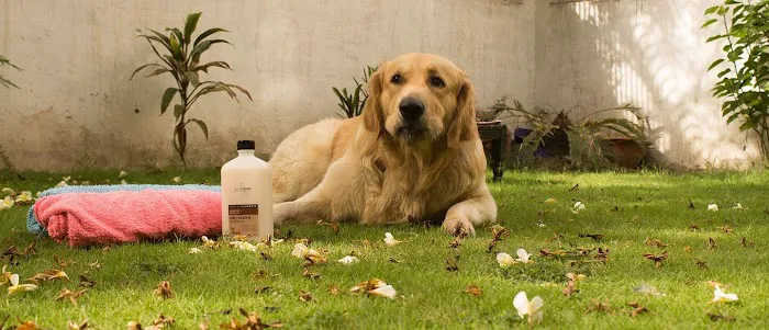 Healthy Foods For Pets Picture 6