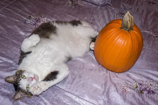 Healthy Foods For Pets Picture 10