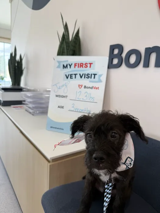 Bond Vet - Merrick Picture 4