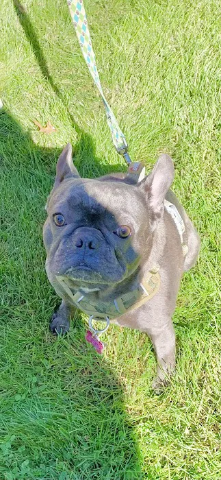 Bond Vet - Merrick Picture 5