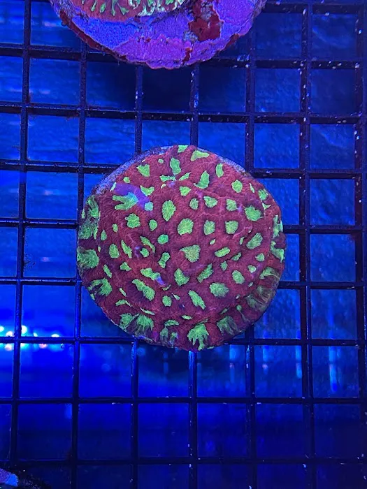 Elite Aquatic Concepts LLC Picture 6