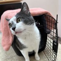 East Bay Veterinary Hospital ico