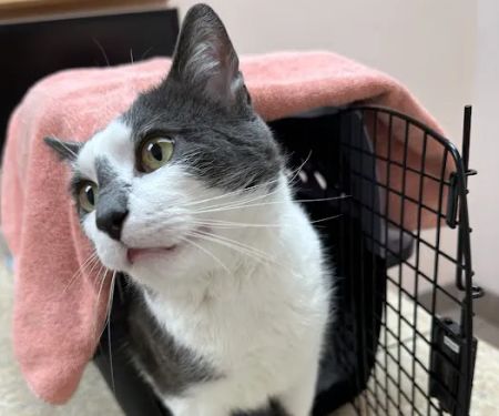 East Bay Veterinary Hospital