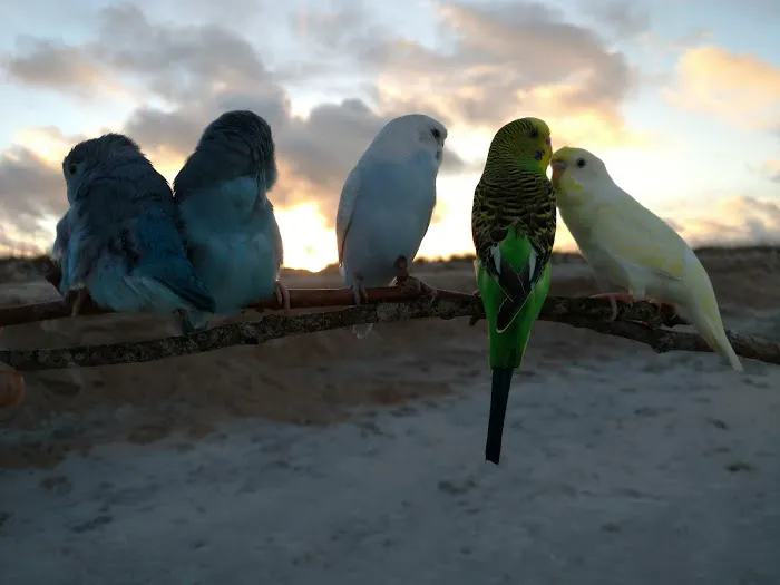 The Bird Store Picture 5