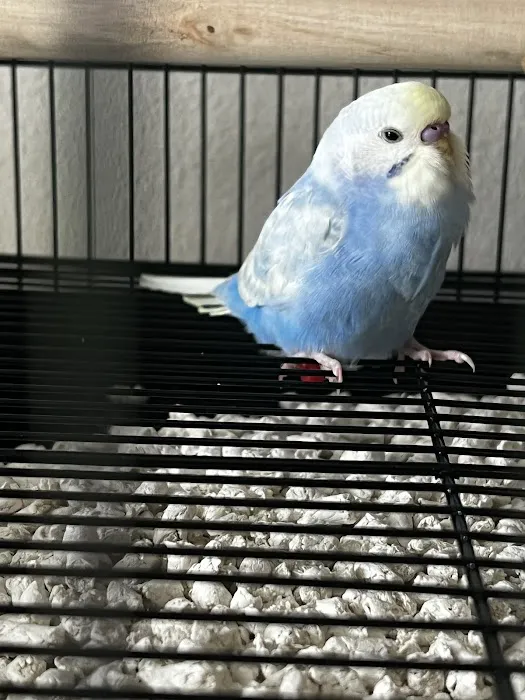 The Bird Store Picture 10