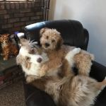 South Bellmore Veterinary Group