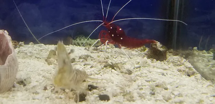 Sea Life Aquarium Services Picture 7