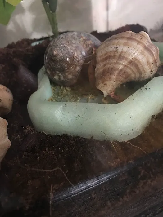 Hermit Crab Patch Picture 1