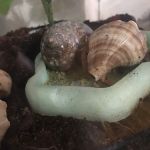 Hermit Crab Patch