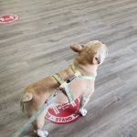 East Village Green Animal Hospital