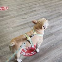 East Village Green Animal Hospital ico